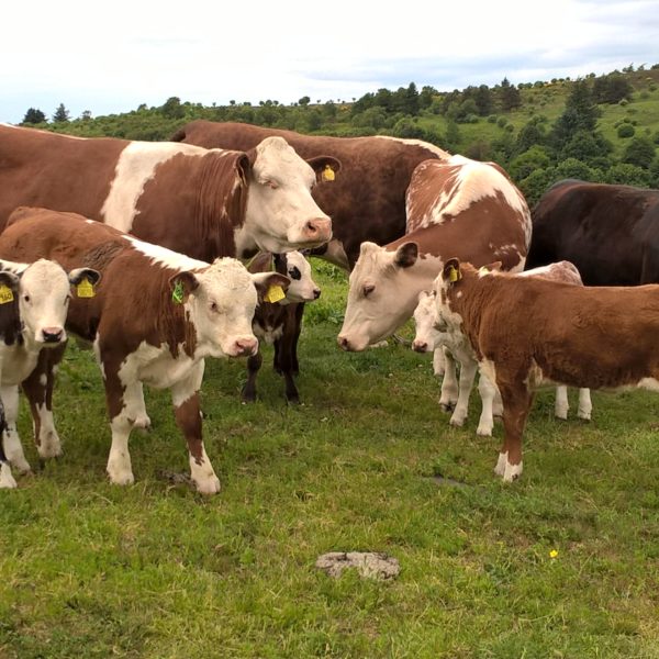A group of beef cows and calves standing in a grassland field