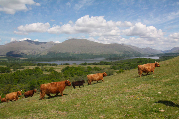 Highland Farming